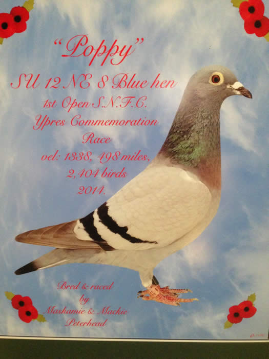 Poppy1stSNFCYpres2014