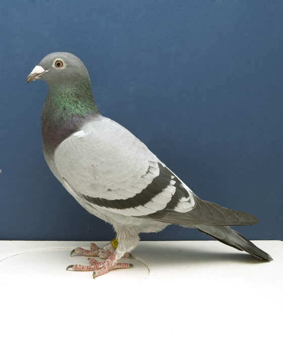 Pigeon Topics 

Stuart Bowman 02-06-10