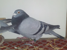 Queens Cup winner.jpg