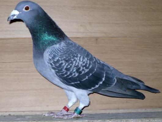 ThaddaeusGB13N69693.jpg