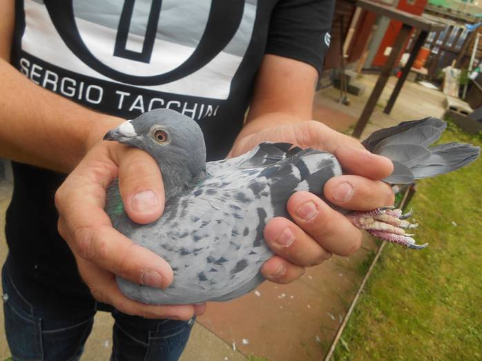 C:\Users\alan\Documents\Alan Pigeons\Beeston 2 Bird\Messac Classic Report\D and J Pickstock\DSCN0761.JPG