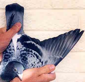 Racing pigeon wing of a shorter distance bird