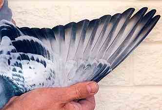 Racing pigeon wing of bird suitable for races up to 450 miles