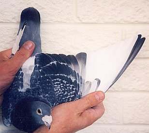 Racing pigeon wing of the out and out long distance bird