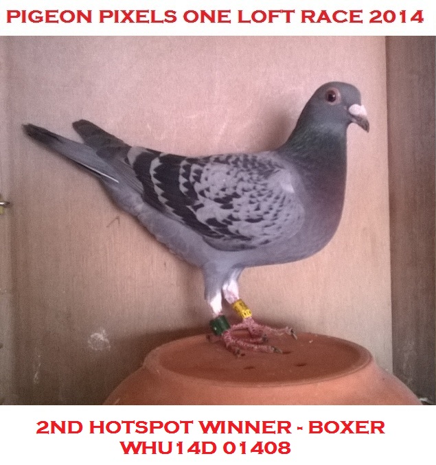 Pigeon Pixels One Loft Race 2014  2nd Hotspot