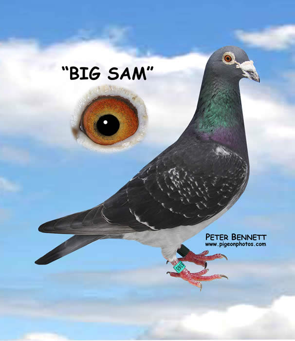 Andy Parsons'  Big Sam