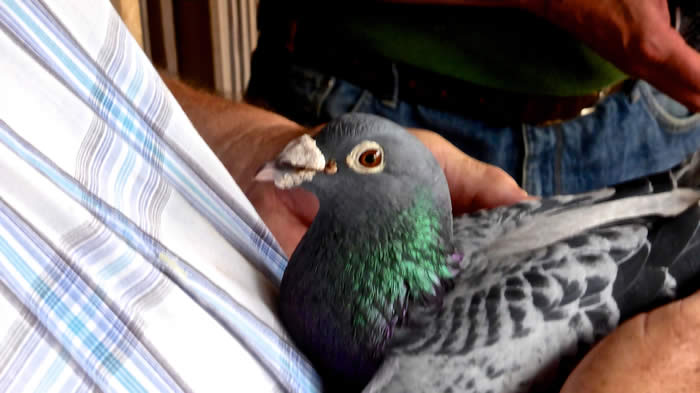 Art Ofpigeons