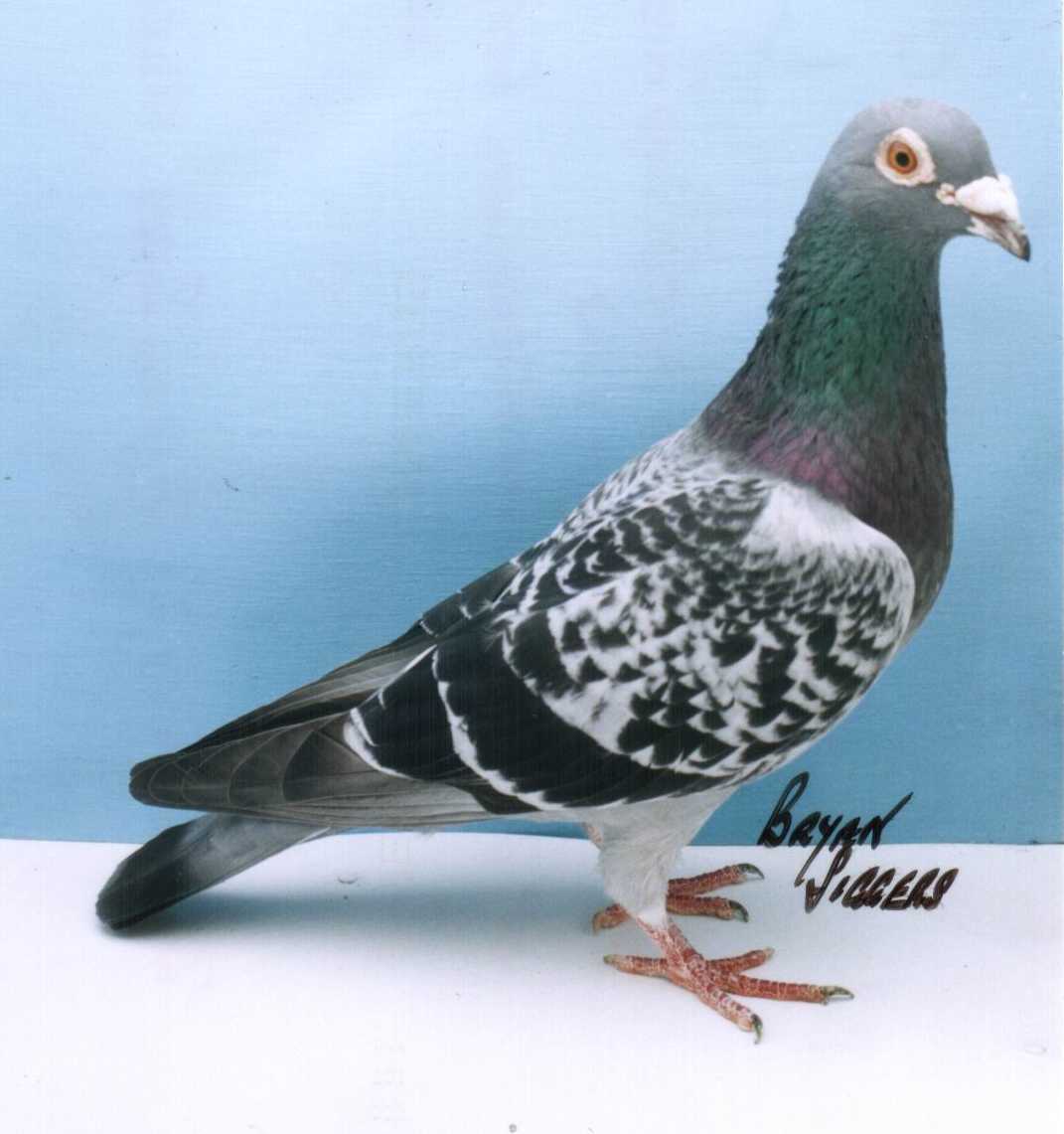 G D Winning Pigeons