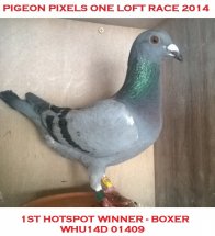 Pigeon Pixels One Loft Race 2014  1st Hotspot