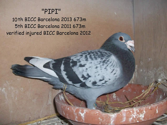 Lee & Kevin Buddle's 'pipi'