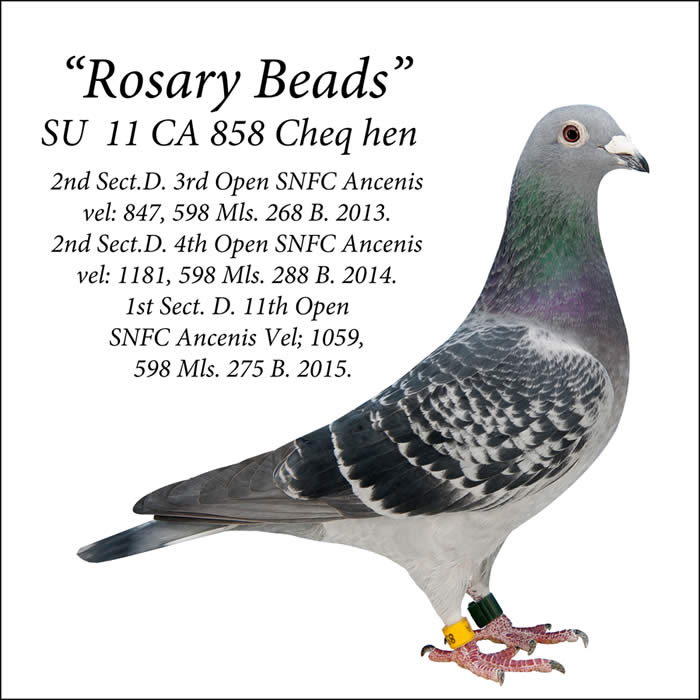 The Story of a Long Distance Champion  Rosary Beads-bred & Raced By David Jamieson, East Calder