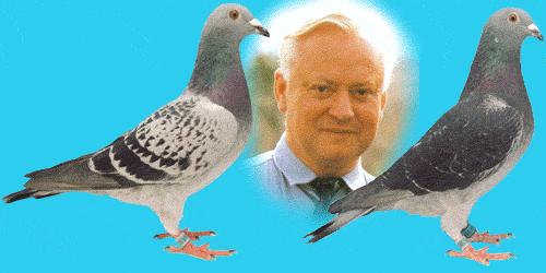 Modern European Pigeoners Part 4