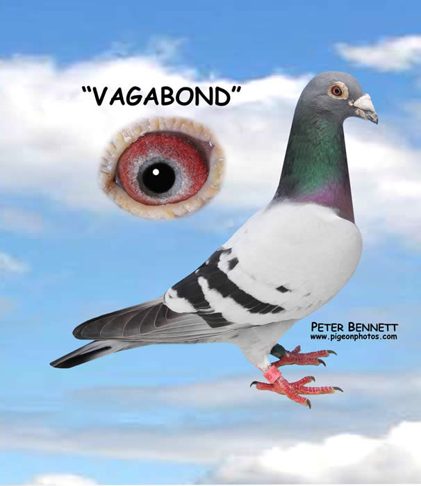 Vagabond