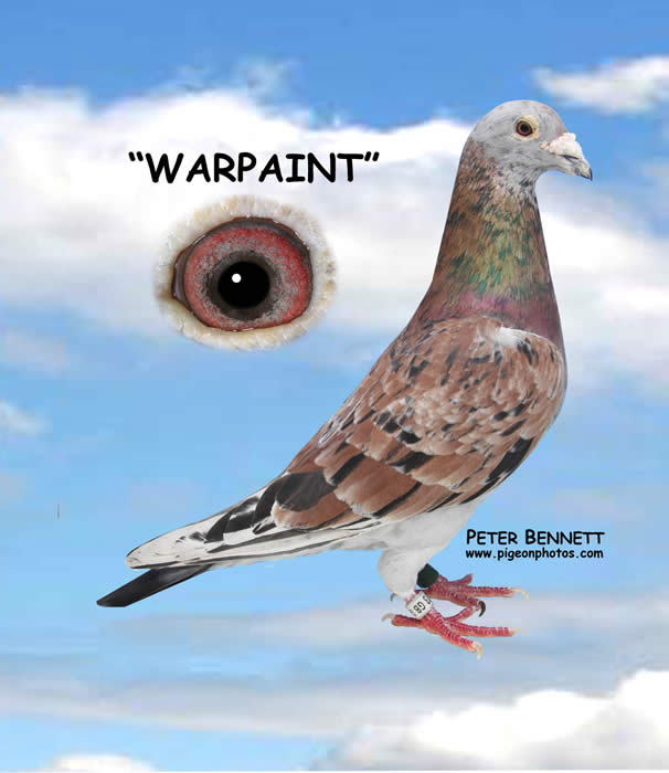 Andy Parsons'  Warpaint