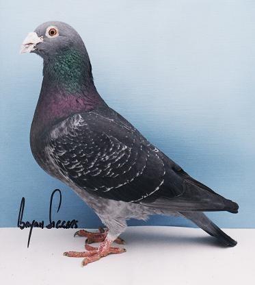 http://www.elimarpigeons.com/images/bd.jpg
