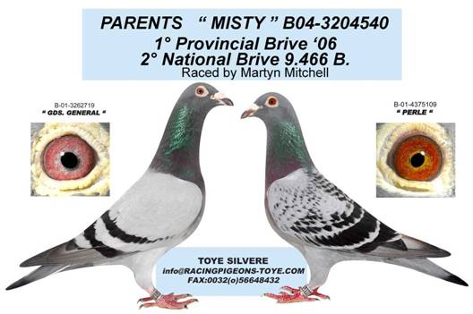 http://www.racingpigeons-toye.com/images/2006/KWEEKKOPPELi.jpg