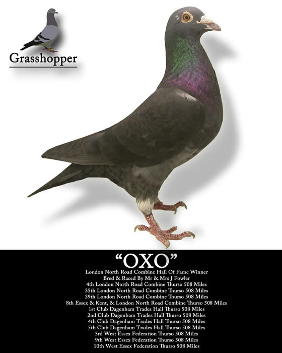 Oxo  Bred & Raced By Mr & Mrs J Fowler - Aug 2014