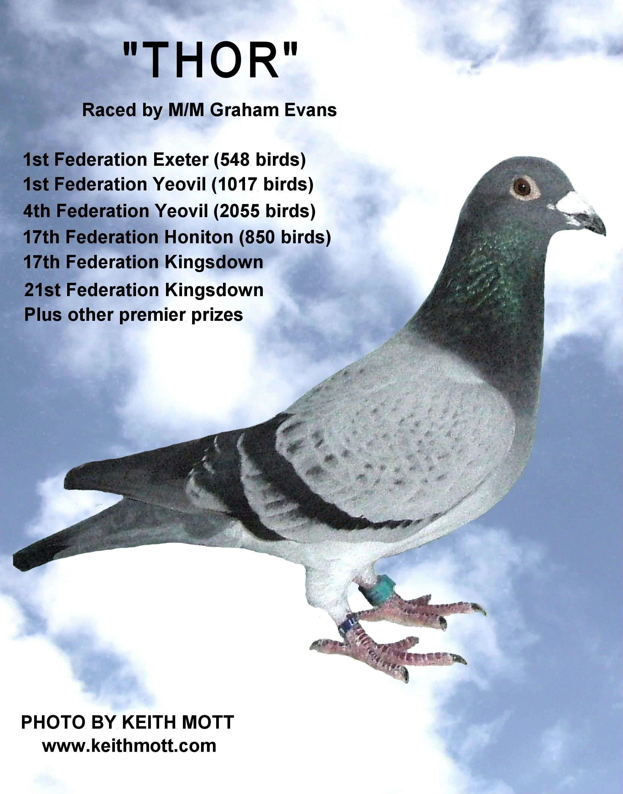 29D