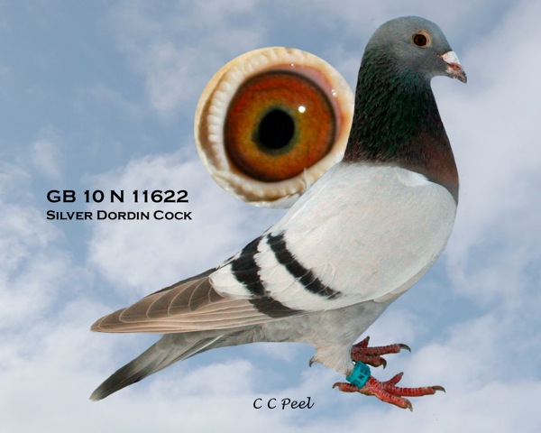 GB10N11622 Silver Cock