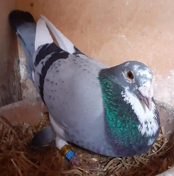 buckleybird