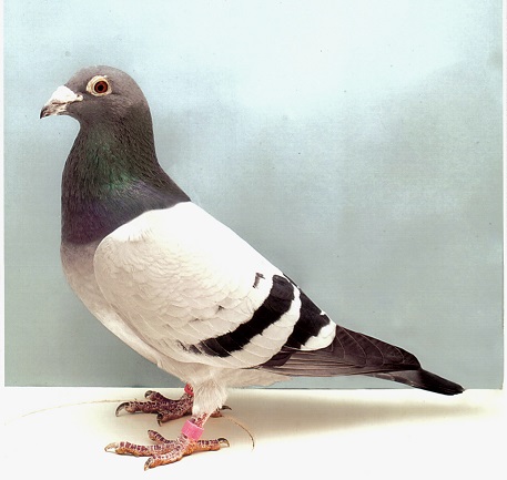 Sire of Kingdom Spiritjpg
