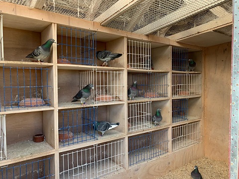 cocks in loft