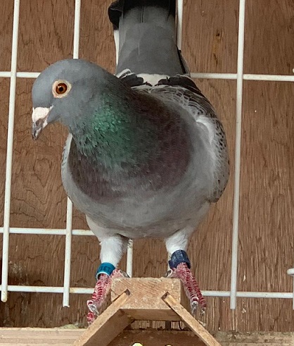 tarbes hen