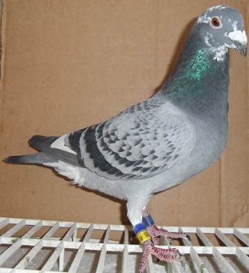 Pole Position Winning Louis Cooreman Cock  By Good Corn