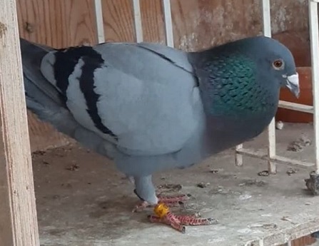 mcgettiganbird