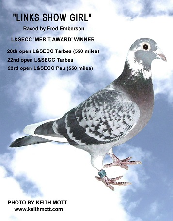 29Ll