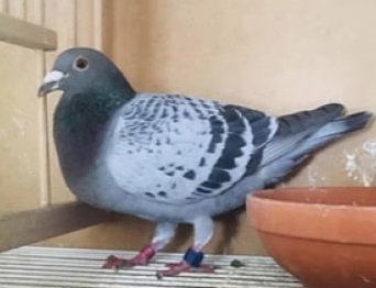 Nicol Bros 2nd Fed Pigeon