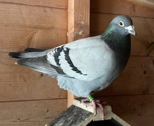 big tomo cock 3rd fed