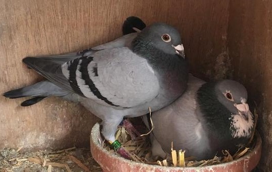 bird1stB