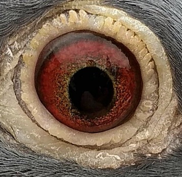 eagleeye