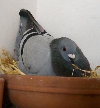 larkinbird