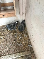 Blue wf hen1st Open sitting on her eggs