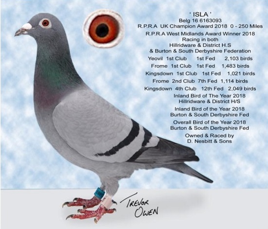 D. NESBITT SONS CHAMPION ISLA