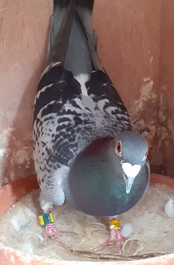 allisterbirdstmalo