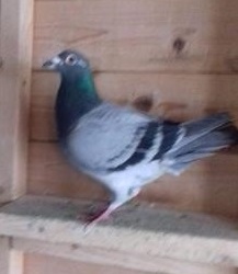 gearybird