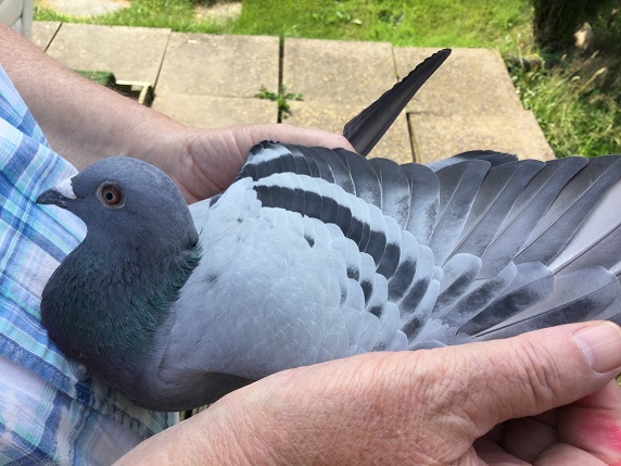 goldstraw pigeon wing
