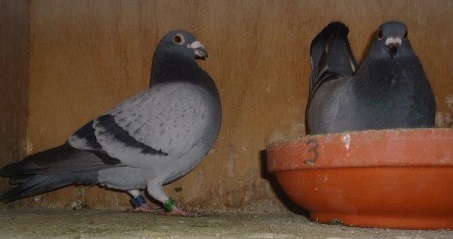 p smith winn and hen