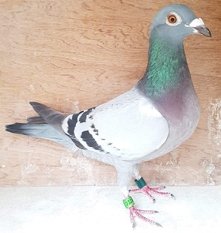 parkebird