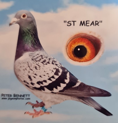 st mear