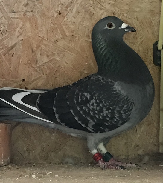 tagells pigeon