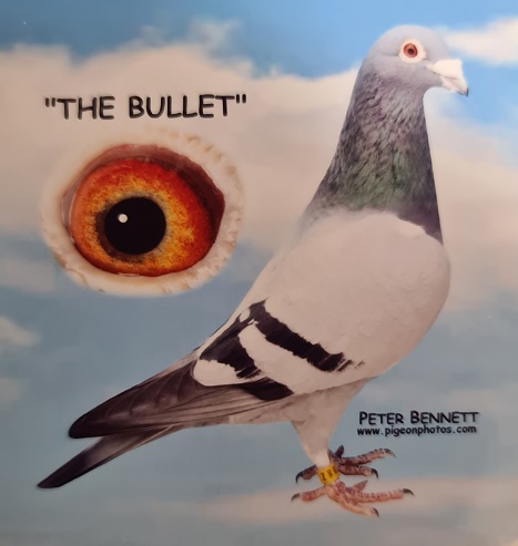 the bullet