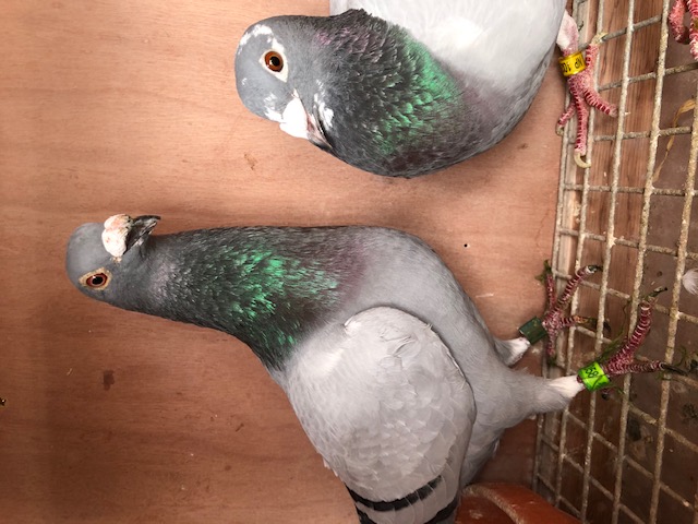 winning cock W Dorward