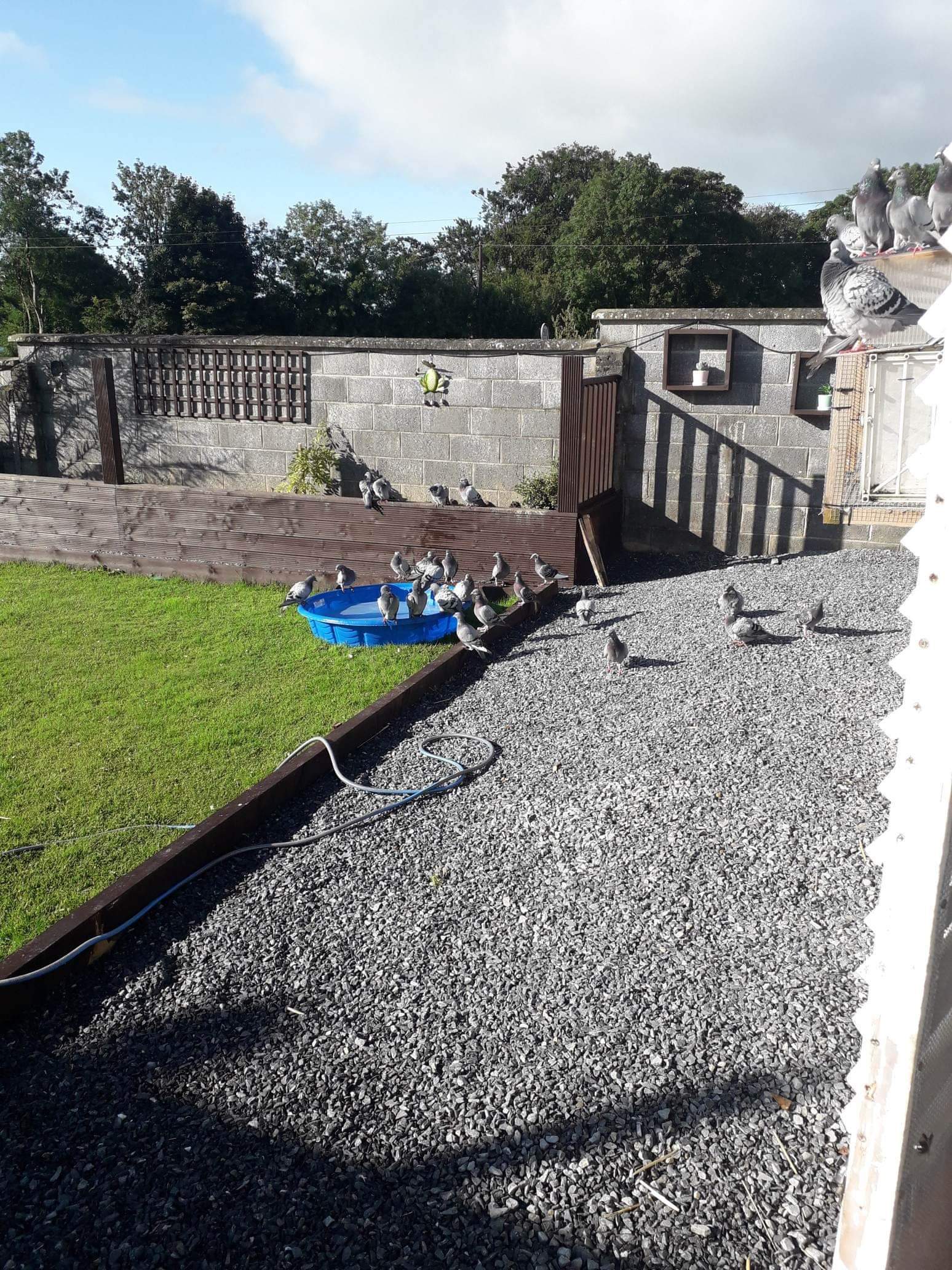 The pigeons having a well deserved bath nice bathtub by the way
