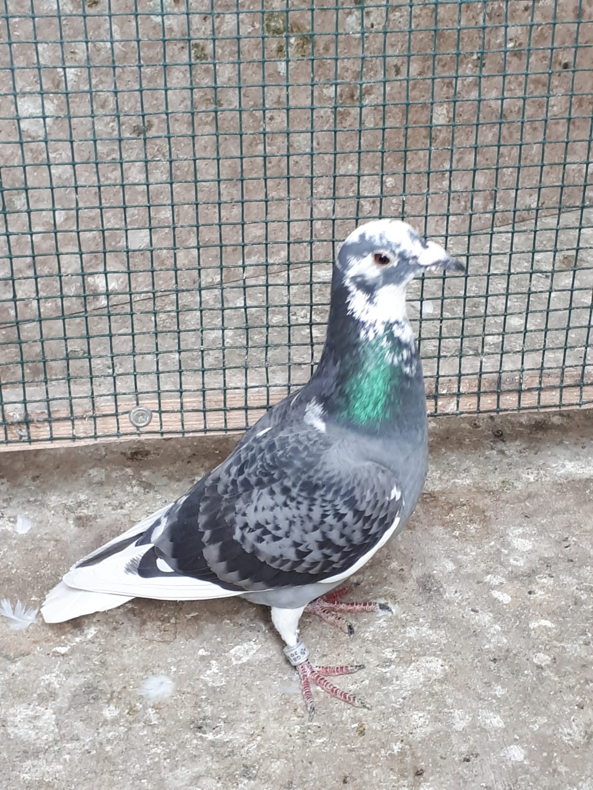 first Fed Hexham