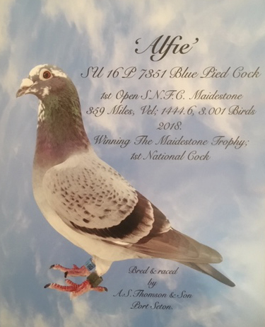 Alfie see text