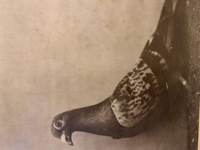 Dr Anderson hen see text